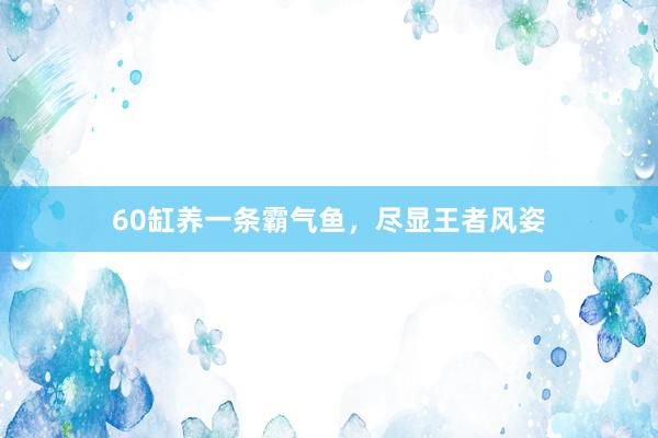 60缸养一条霸气鱼，尽显王者风姿